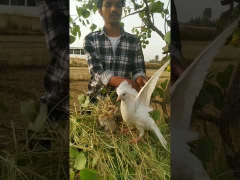 jp kb baby 👶pigeon 🕊😥#short #pigeon #video #kabutar #viral