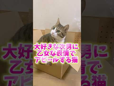 猫の動画サムネイル - 次男には表情が乙女になっちゃう#cats #shorts