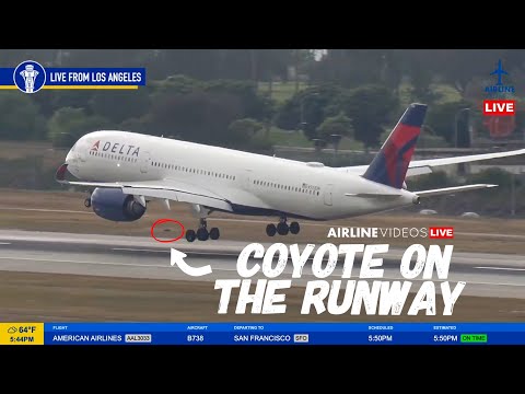 Wildlife Drama at LAX! Delta A350 Nearly Hits Coyote on Runway 24R