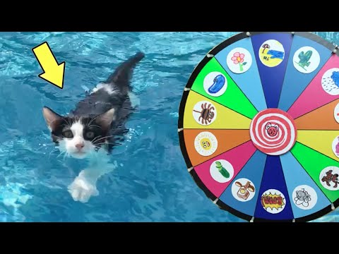 Giramos la ruleta y mis gatos graciosos Luna y Estrella cumplen retos en la piscina / Funny cats