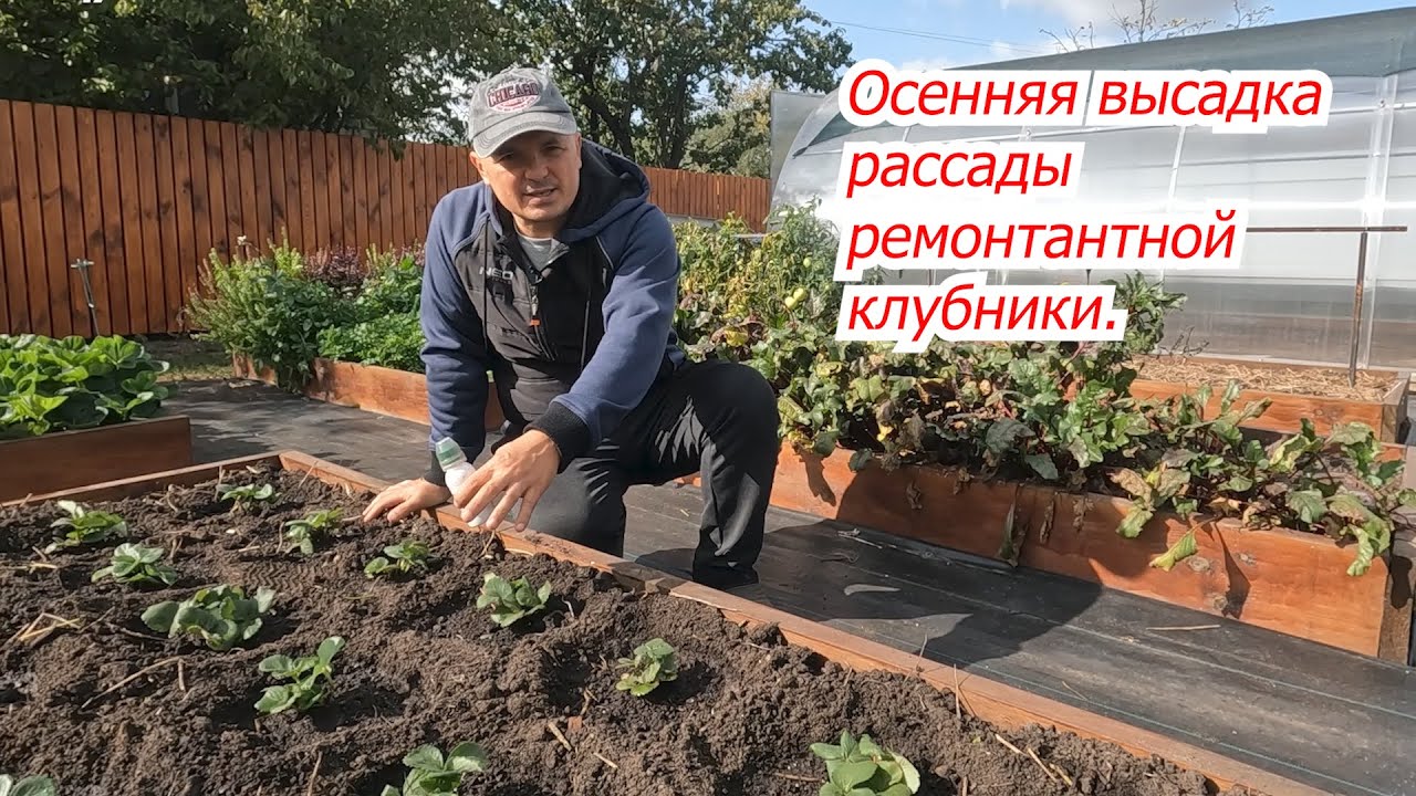 Осенняя посадка клубники- все тонкости и нюансы.
