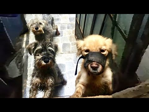 Locked In A Dark Room Since 1 Month Old, Three Puppies Was So Happy When Light Poured In...