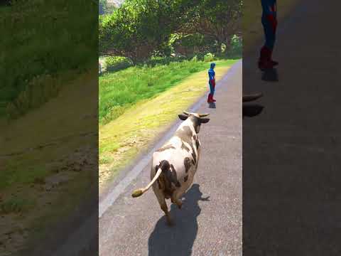 CAPTAIN SAVING CUTE COW