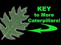 Caterpillar Host Plants and Species