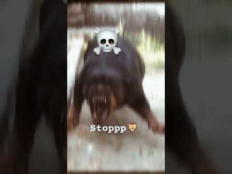 Ache nasal ka kutta🐕🦺#shorts #shortsfeed #youtubeshorts #ytshorts #trending #pets #rottweiler