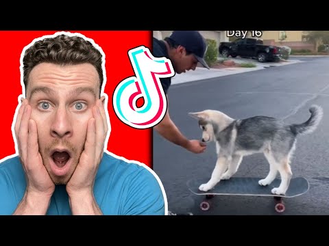 TikToks only HUSKY dog owners will understand. Dog trainer reacts!
