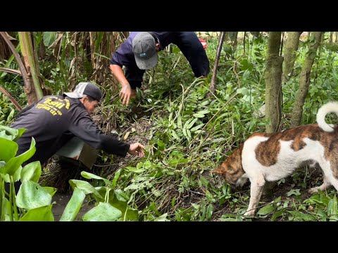Lâu Lắm Mới Thấy Cảnh Này - Mưa Lớn Chuột Ở Tập Trung | Hunting | - TT2164