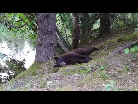 Cinnamon Black Bear Eating Sockeye Salmon Then Nap!  Alaskan Wildlife - Juneau, Alaska