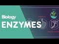 Enzyme Function and Activity