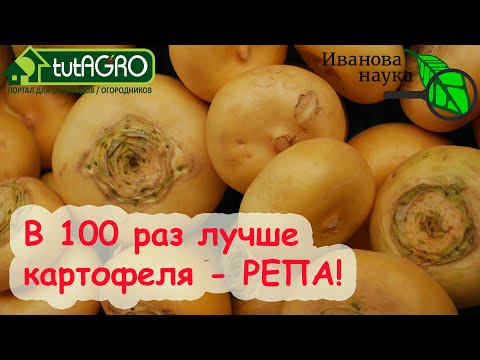 Вкусно ешь и не толстей! В 100 раз лучше картофеля репа! Просто вырастить репу своими семенами