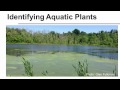 Aquatic Plants and Ecosystem Dynamics