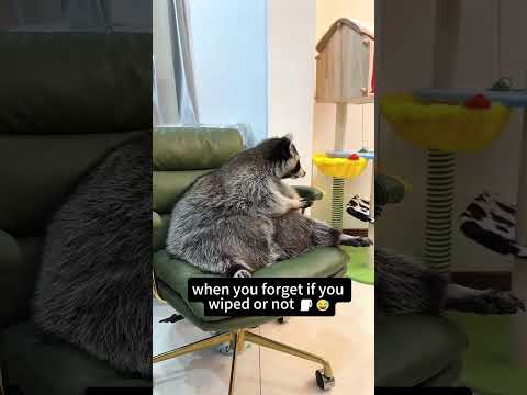When your roommate is a raccoon 🦝👀 #raccoon #fouryoupage #funny #fypシ #pets #usaus #foryou #for