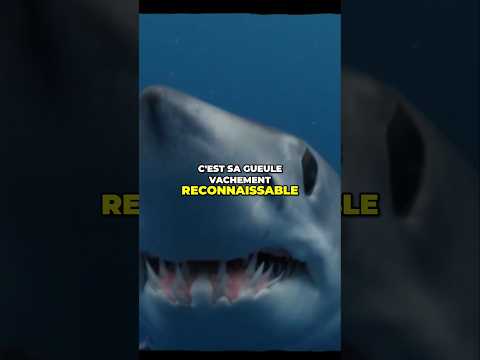 Le Requin mako est le requin le plus rapide du monde ! ⚡ #requin #shark #ocean #animal
