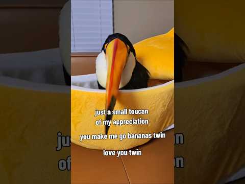 small toucan of appreciation #animals #birds #parrot #cat #pets #cute
