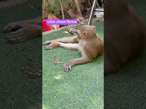 भरोसा अपनत्व विश्वास #shortsfeed #monkey