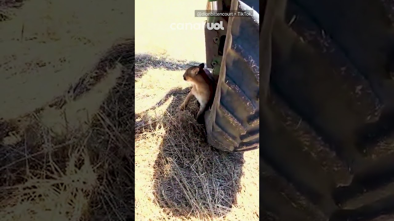 Onça-parda assusta agricultores em lavoura na zona rural de Boa Vista; vídeo