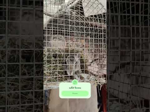 #bhojpuri #rabbit #love #haryanvisong