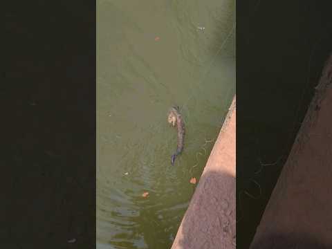 ചൂണ്ടയിൽ പാമ്പ് 🦕കുടുങ്ങി 🫤#shorts #snake #fishes #fishing #kozhikode #kerala #aquariumfish