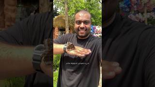 صيف أبوظبي في حديقة الفراشات
