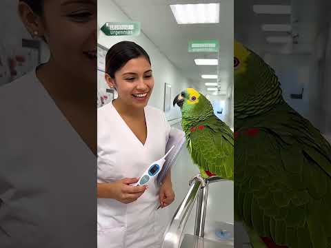 Loro Coquetea con Enfermera Mexicana 😳🦜💉 | Savage Parrot Romance en la Clínica