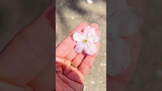 Может следующей весной в Японию?👀🌸