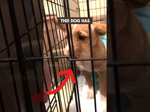 Too Scared to Be Touched.. Can He Be Saved? #viralshorts