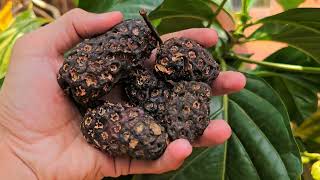 None - a fruta que era considerada um santo remédio
