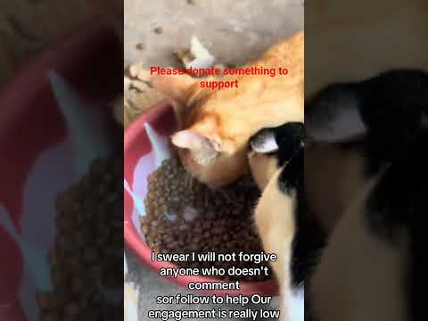 please help and donate something to support my work #cat #catfamily