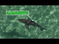 Identifying Shark Features and Characteristics