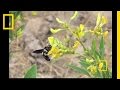 Exploring the Role of Pollinators in Ecosystems