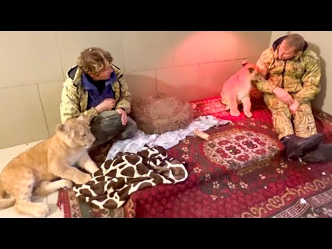 Львята Асада и львенок ШерХан поссорились из-за того что ревнуют папу Олега!