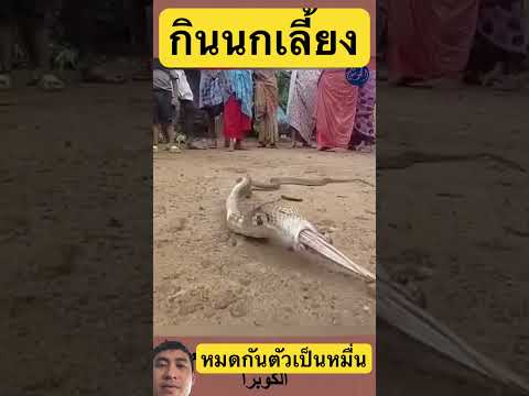 คายออกมา #shortsvideo #snake #wildliferescue #cobra #omgwhatshappening #animals #venomouscreatures