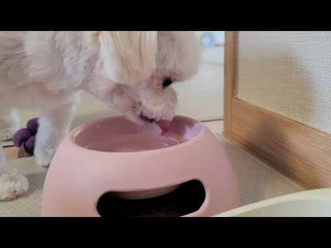강아지 물 마시는 모습을 관찰하고 알게된 사실