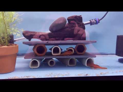 HUGE update on my 40 gallon breeding racks! If you are interested in any of the fish seen in this video you can email me at garrettfamilyaquatic