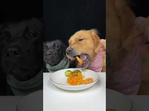 Table Manners? I Prefer Table Scraps. Golden and Labrador. Cute Pet Debut Plan