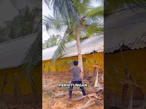 Ngeri Kalo Pohon Kelapa Jatuh Ke Rumah #shorts