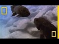 Cichlid Fish Mouth Fighting Competition