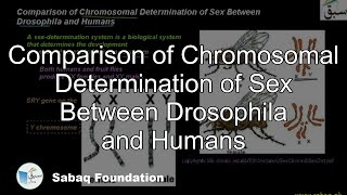Comparison of Chromosomal Determination of Sex Between Drosophila and Humans