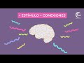 Comprendiendo el Cerebro Humano y el Aprendizaje