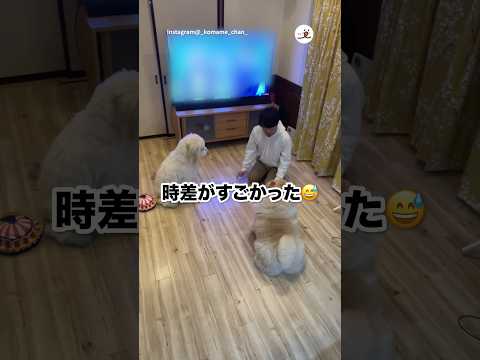 猫の動画サムネイル - 犬にもそれぞれのスピードがある｜PECO