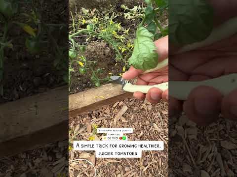 Tomato pruning #plants