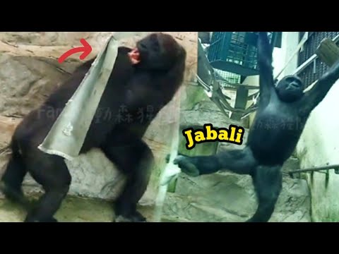 Ringo’s Ultimate Move Is Pulling Jabali’s Hair!🤪😆林戈的大絕招就是拉呷百二的頭髮！