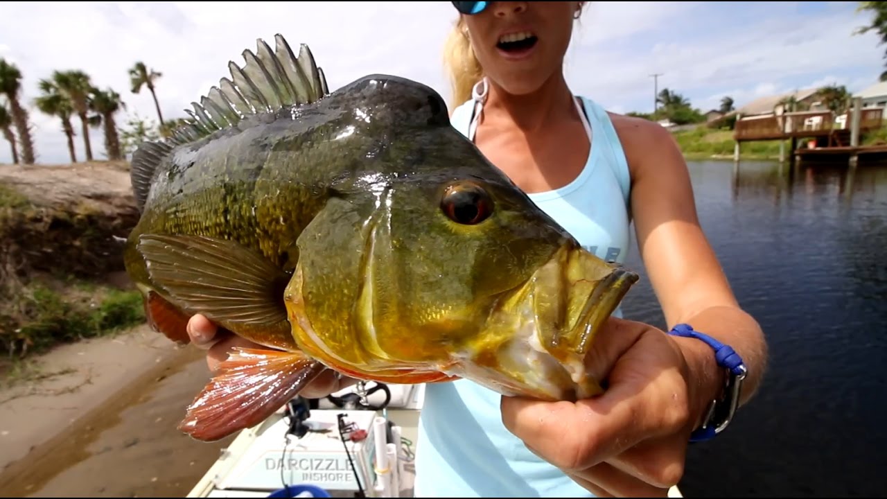 Bed Fishing Canals for Florida Peacock Bass ft. tips & tricks