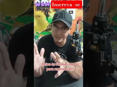 isso faz os canários reproduzir rápido #aves #animal #passaros #noticias #animais #dicas #