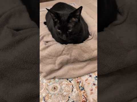 ノッている黒猫😺 - Cats on something - #shorts #cat