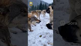 أسوأ كابوس للذئاب: كانجال!