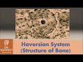 Bone Structure and Function Concepts