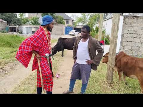 Ngombe ya Fikita imekataa kupandwa.