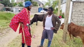 Ngombe ya Fikita imekataa kupandwa.