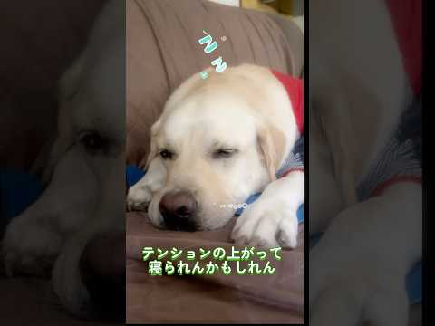 どきゃんしよ嬉しくて寝れんかもしれん♪🐶